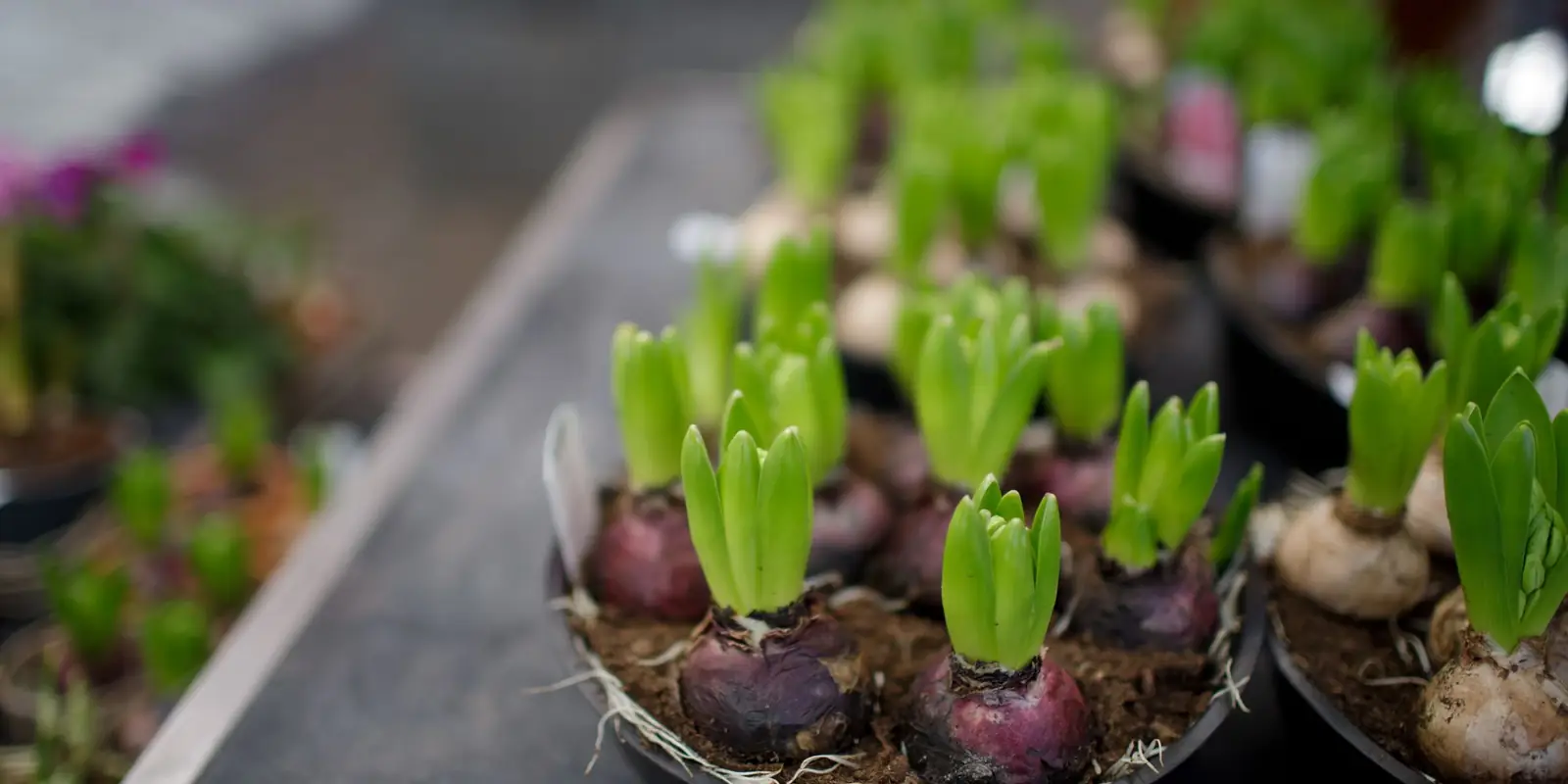Hyacinth bulbs sprouting green shoots in a tray