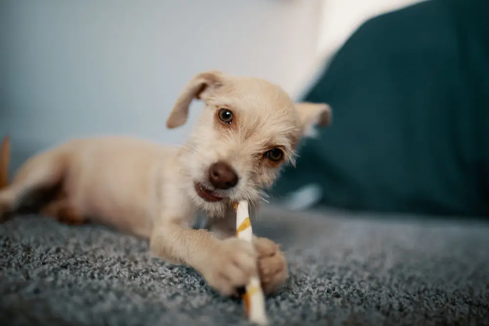 Puppy lying on a grey carpet chewing a stick