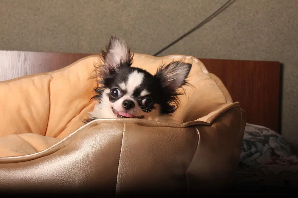 Black and white Chihuahua lying in a round tan pet bed