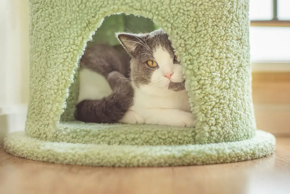 Grey and white cat lying inside a green fleecy pet house