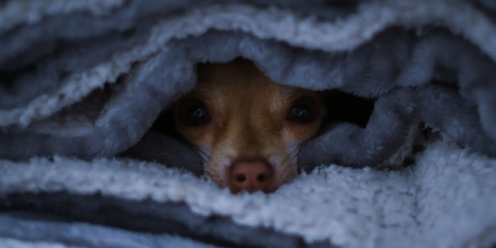 Small brown Chihuahua peeking out from under layers of grey blankets