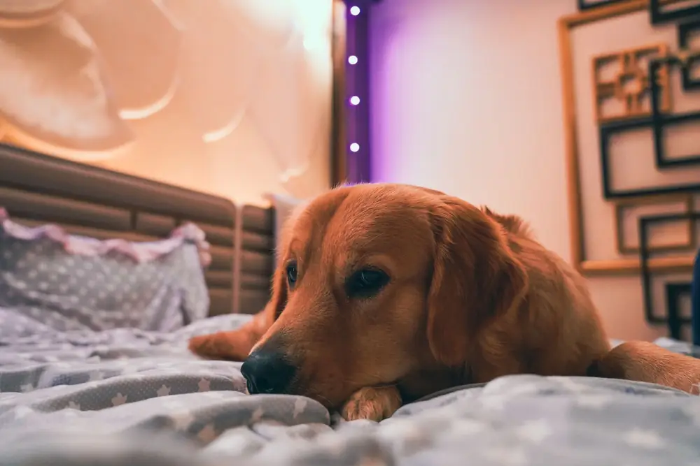 Golden retriever lying stretched out on a bed