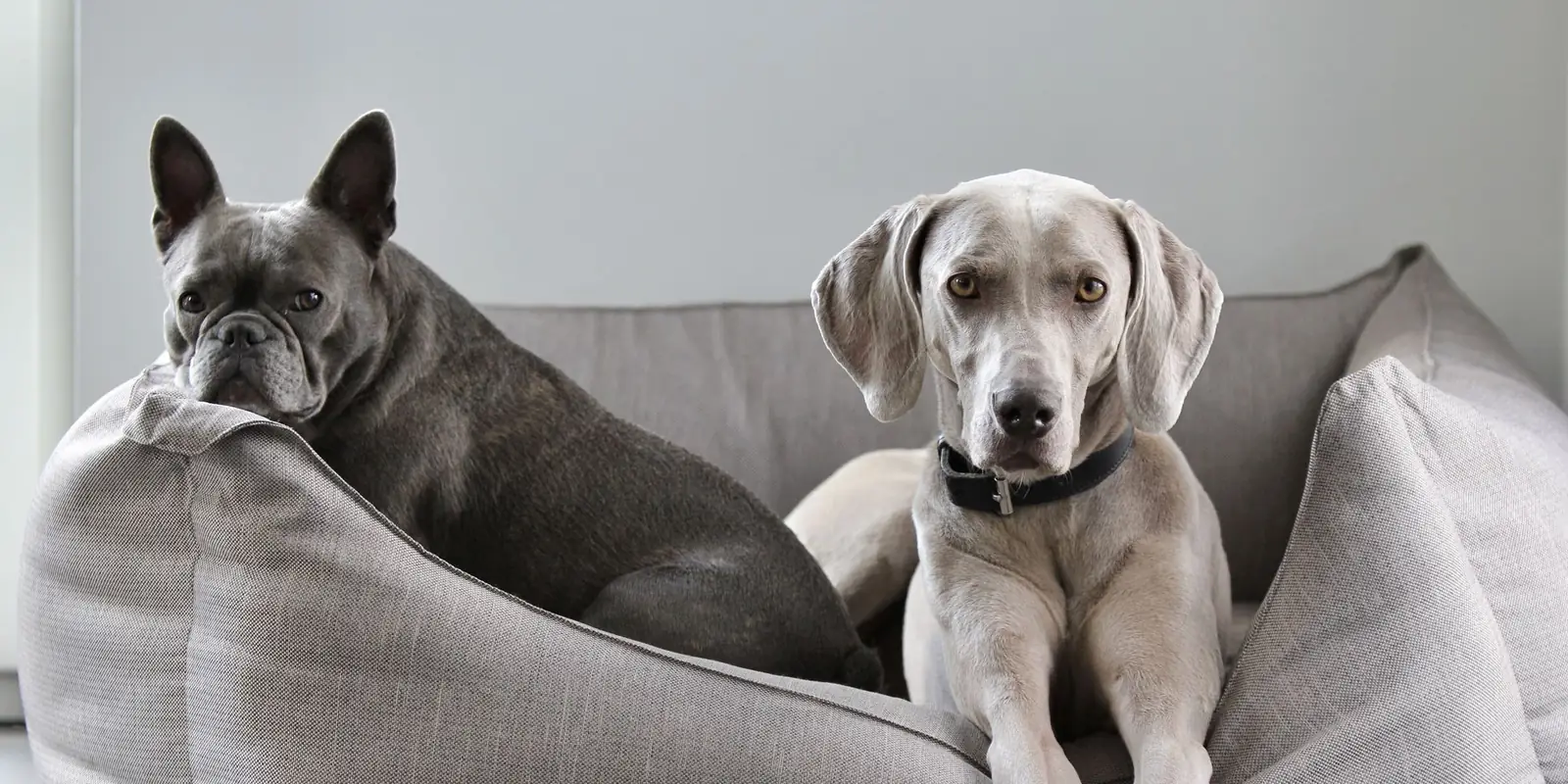 Weimaraner and French bulldog sitting together on a large grey dog bed