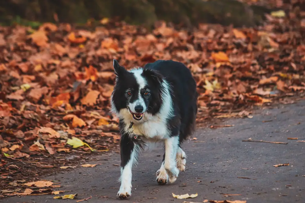 Black and white border collie walking along a path scattered with autumn leaves