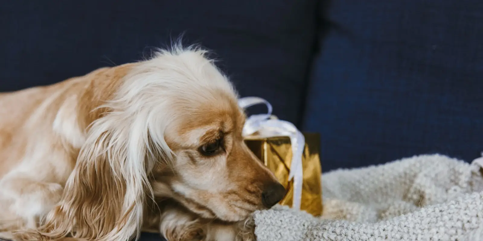 Cocker spaniel resting its head beside a wrapped gift on a knitted blanket