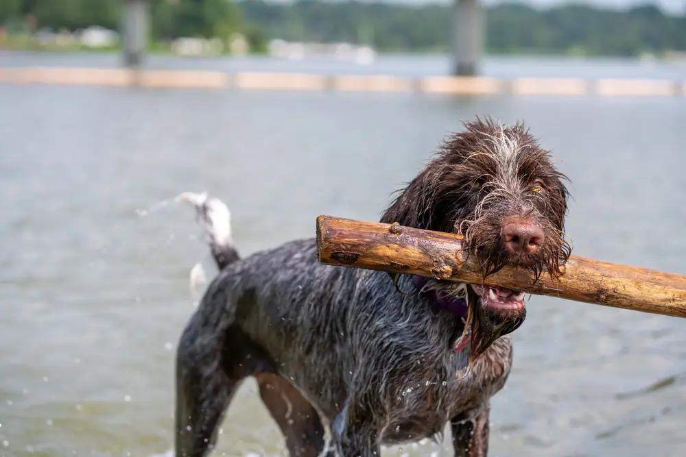 Soaking wet spaniel carrying a large stick out of a river