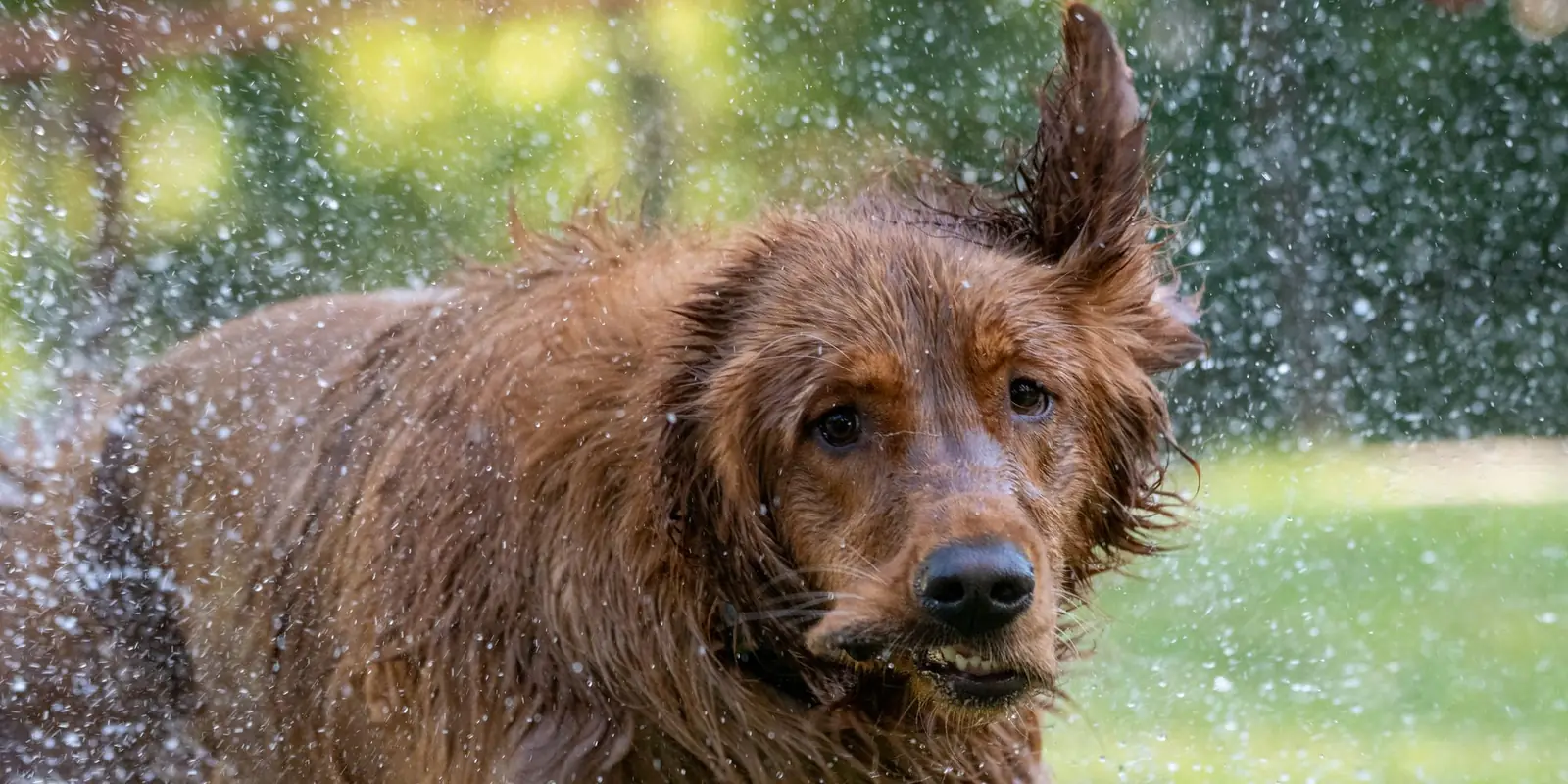 Wet brown dog shaking off water on a lawn
