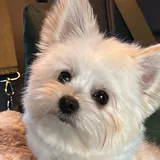 Percy the dog, our mascot
