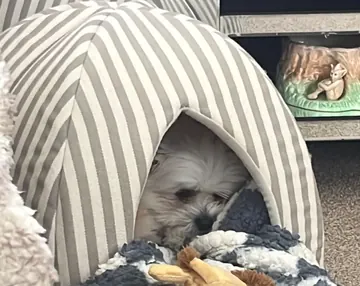 Percy, a small white fluffy dog, peeking out of a striped grey cave dog bed under a blue and white blanket