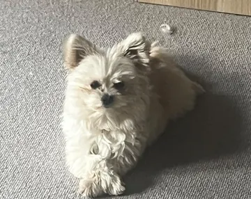 Percy, a small white fluffy dog with big pointed ears, lying on a grey carpet at home