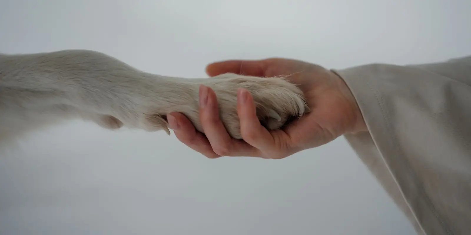 A person's hand gently holding a white dog's paw